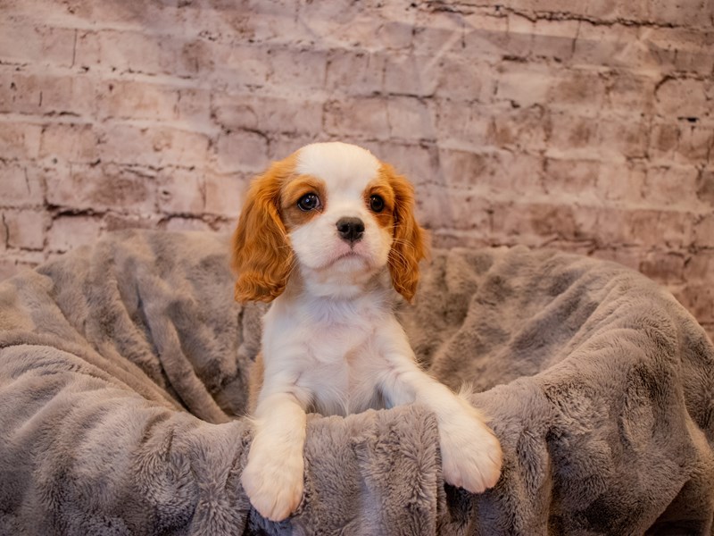 Cavalier King Charles Spaniel- Available 11/24-DOG-Female-Blenheim-3395440-PetCenter Old Bridge Puppies For Sale