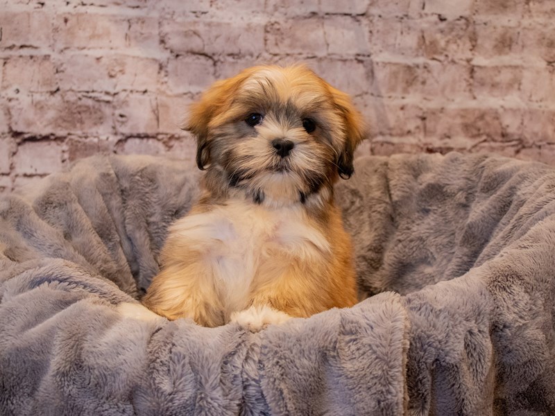 Lhasa Apso- Available 11/24-Female-Brown-3395407-PetCenter Old Bridge Puppies For Sale