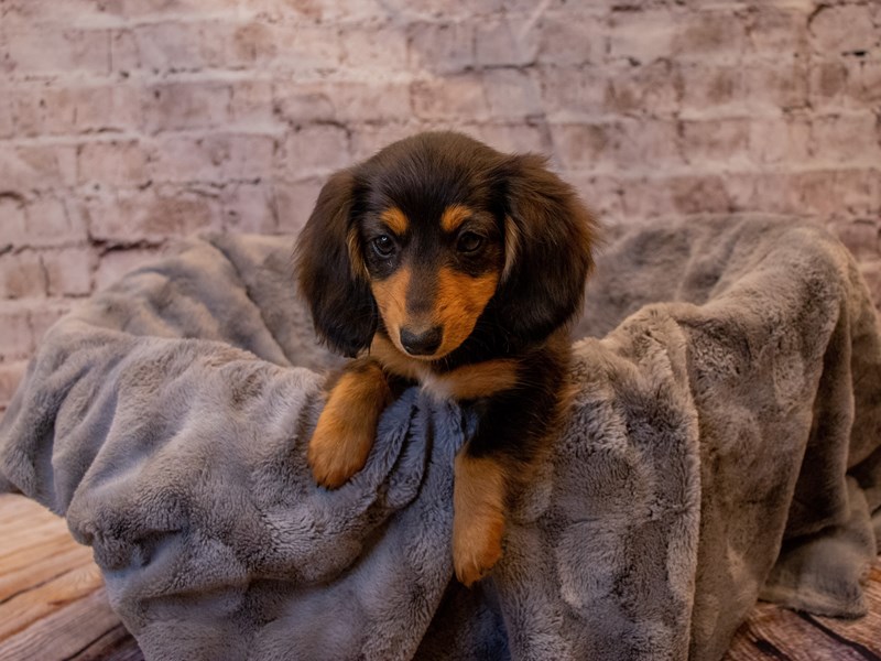 Dachshund- Available 11/24-DOG-Female-Black and Tan-3395084-PetCenter Old Bridge Puppies For Sale