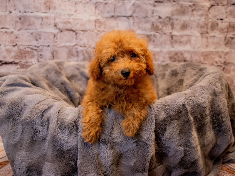 Poodle- Available 11/24-Male-Red-3395441-PetCenter Old Bridge Puppies For Sale