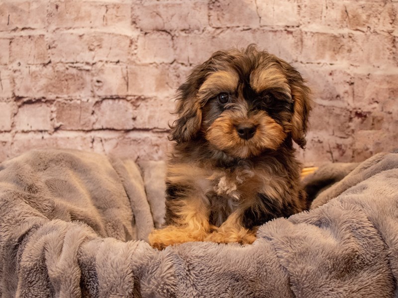 Cavapoo- Available 12/1-DOG-Male-Blue Merle-3400665-PetCenter Old Bridge Puppies For Sale
