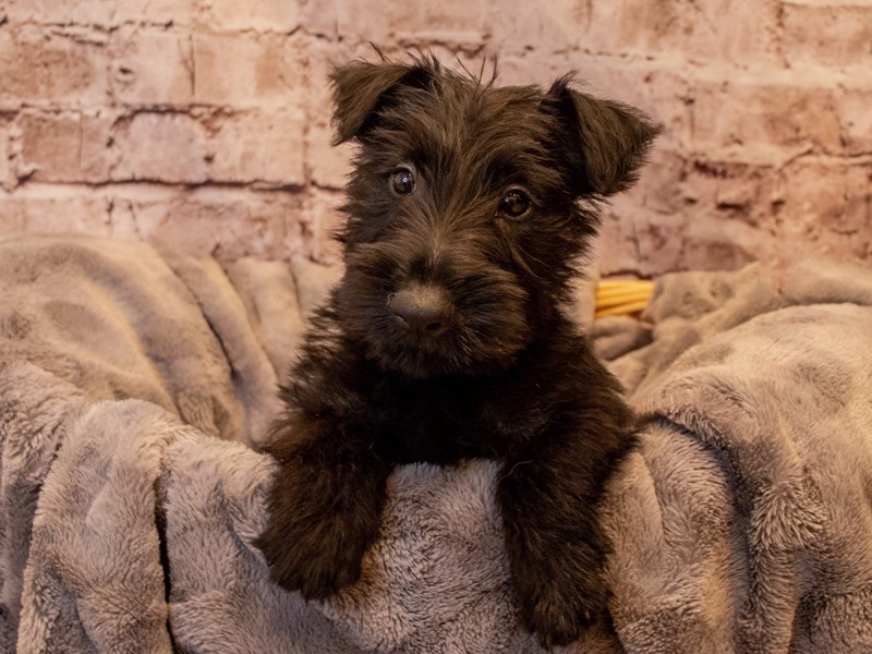 Scottish Terrier- Available 12/1-DOG-Male-Black-3400659-PetCenter Old Bridge Puppies For Sale
