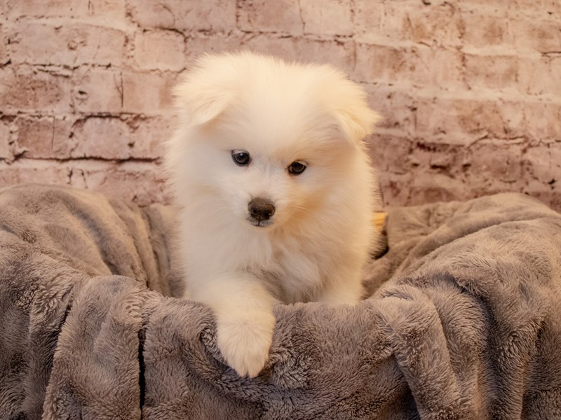 American Eskimo- Available 12/1-DOG-Female-White-3400661-PetCenter Old Bridge Puppies For Sale