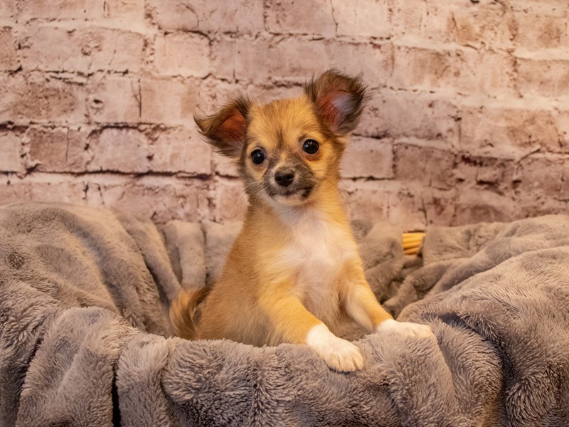 Chihuahua- Available 12/1-DOG-Male-dark fawn-3400667-PetCenter Old Bridge