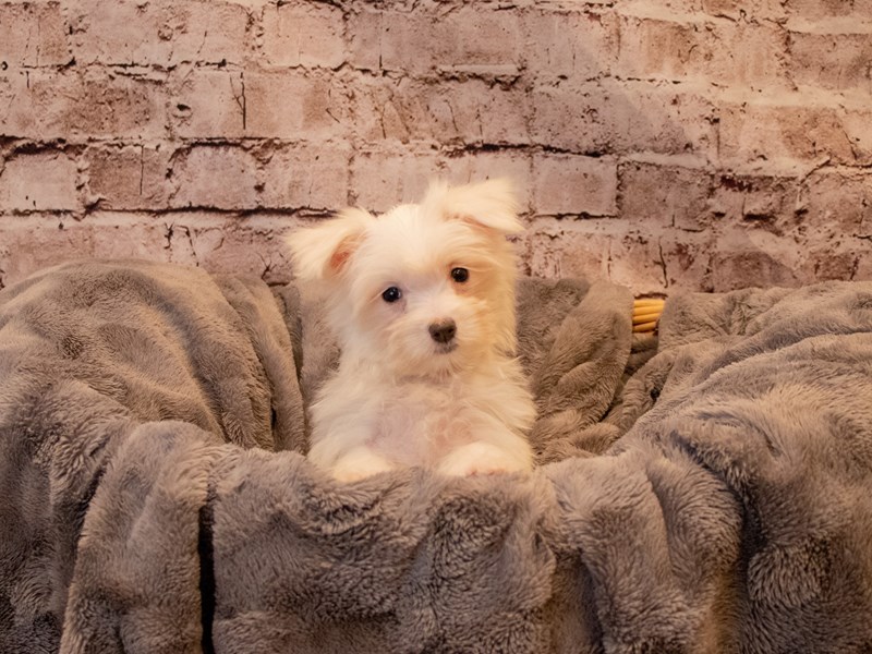 Maltese- Available 12/1-Female-White-3400662-PetCenter Old Bridge Puppies For Sale
