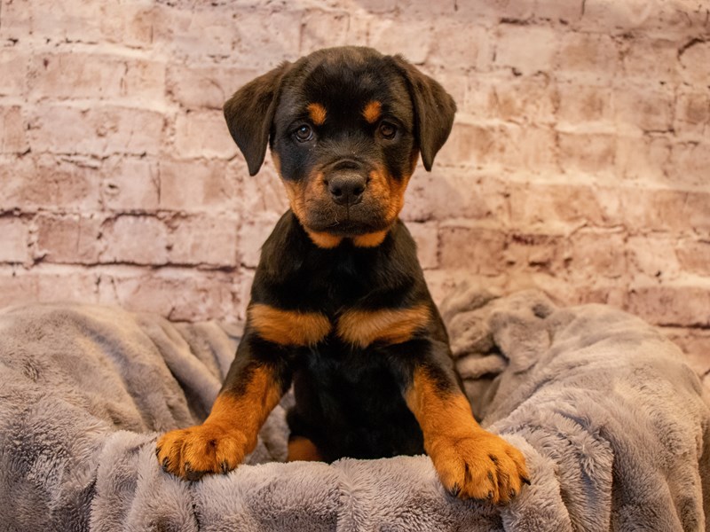 Rottweiler- Available 12/1-Female-Black / Tan-3400664-PetCenter Old Bridge Puppies For Sale
