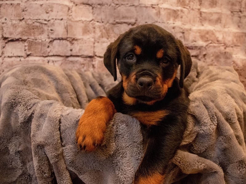 Rottweiler- Available 12/1-DOG-Female-Black / Tan-3400663-PetCenter Old Bridge Puppies For Sale
