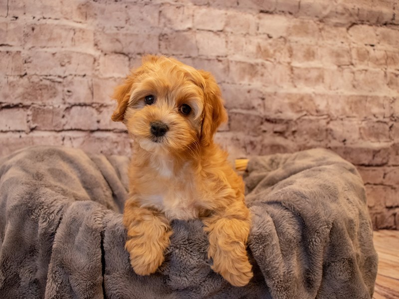 Cockapoo- Available 12/1-Female-Buff-3400666-PetCenter Old Bridge Puppies For Sale