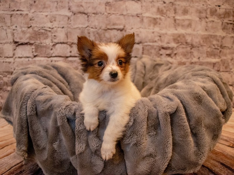 Papillon- Available 12/1-DOG-Male-White and Red-3404982-PetCenter Old Bridge Puppies For Sale