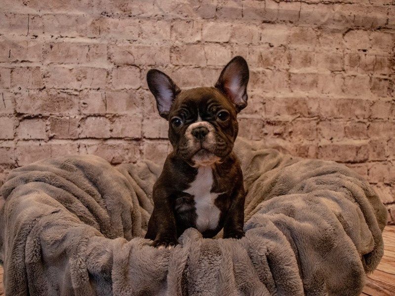 French Bulldog- Available 12/1-Male-Brindle-3404999-PetCenter Old Bridge Puppies For Sale