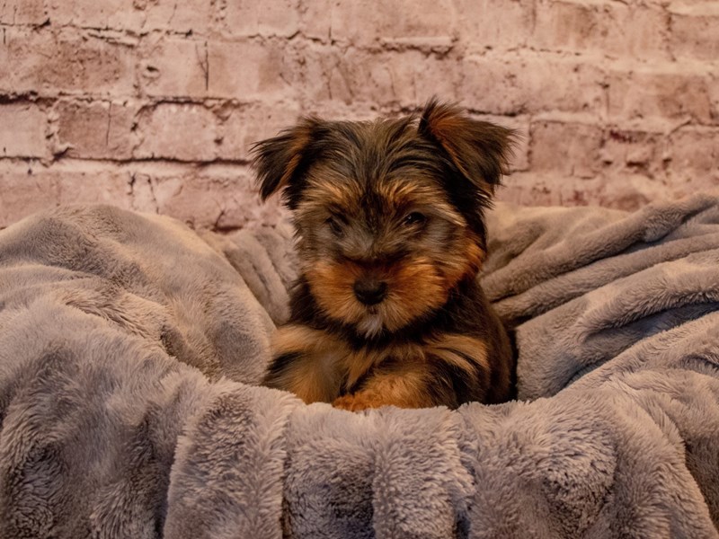 Yorkshire Terrier- Available 12/1-Male-Black and Tan-3405037-PetCenter Old Bridge