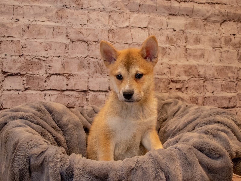 Shiba Inu- Available 12/1-Male-Red-3405137-PetCenter Old Bridge