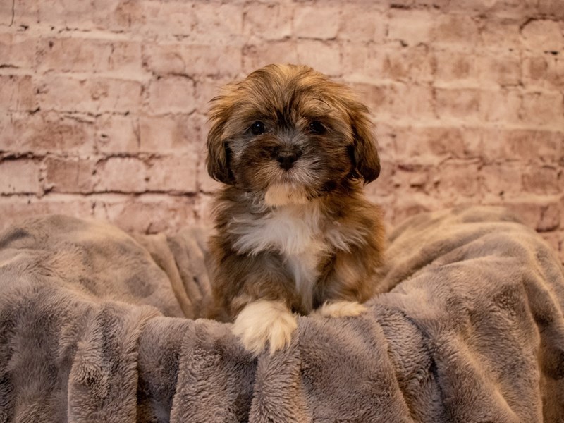 Lhasa Apso- Available 12/1-Female-Grizzle-3404962-PetCenter Old Bridge