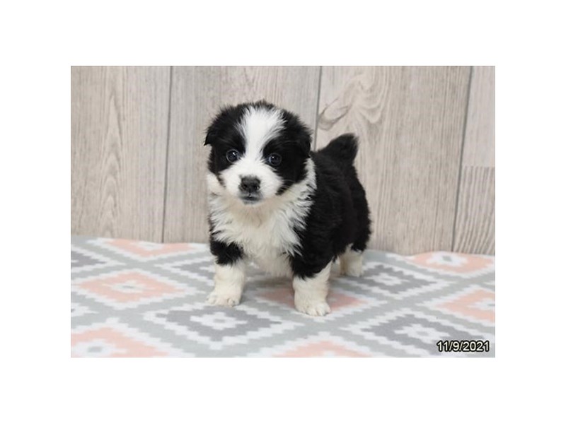 Eskijack- Available 12/8-DOG-Female-Black / White-3412927-PetCenter Old Bridge Puppies For Sale