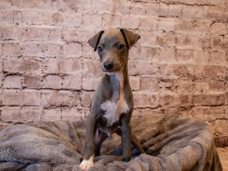 Italian Greyhound- Available 12/8-DOG-Male-Blue-3412926-PetCenter Old Bridge Puppies For Sale
