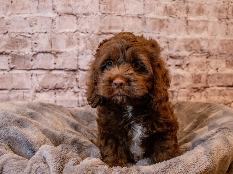 Cockapoo- Available 12/8-Male-Chocolate-3412931-PetCenter Old Bridge