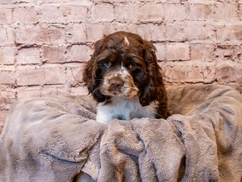 Cocker Spaniel- Available 12/8-Male-Chocolate / White-3412930-PetCenter Old Bridge Puppies For Sale