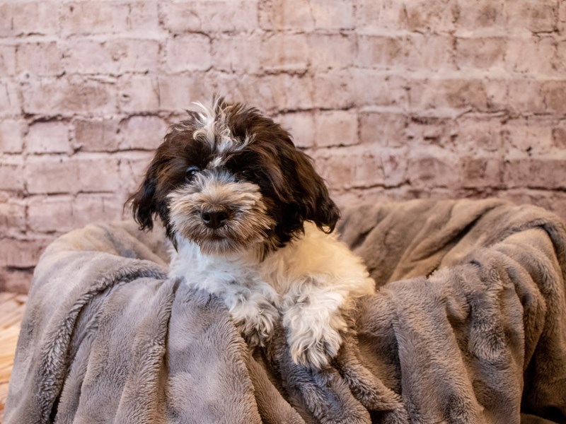 Coton De Tulear- Available 10/27-DOG-Male-Black / White-3358135-PetCenter Old Bridge Puppies For Sale