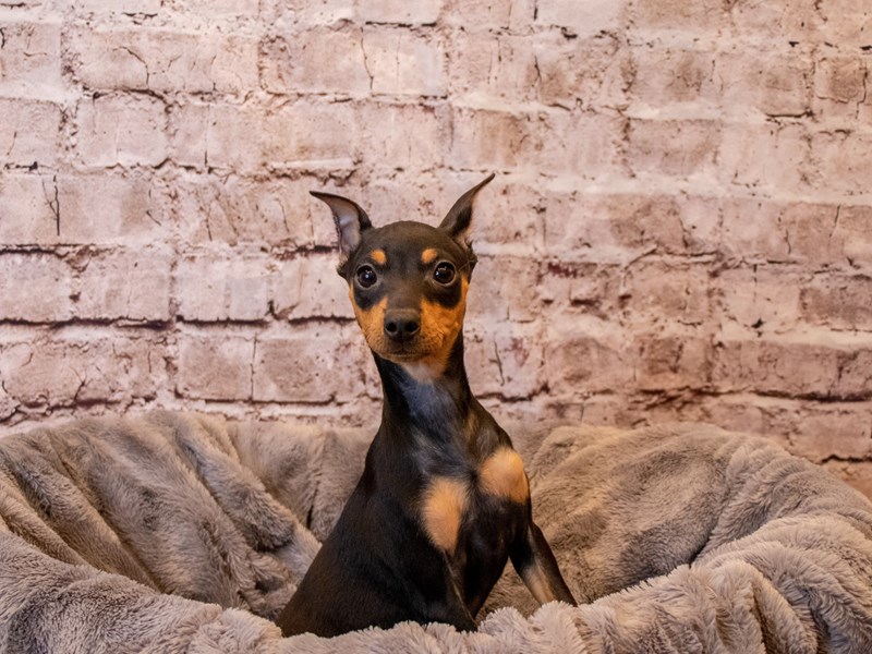 Miniature Pinscher- Available 11/3-Female-Black / Rust-3367437-PetCenter Old Bridge Puppies For Sale