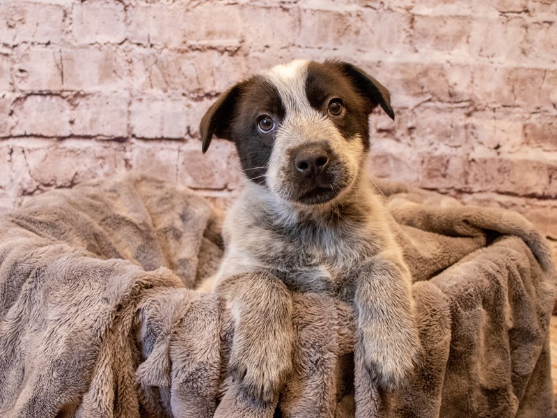 Australian Cattle Dog- Available 12/8-Male-Blue Mottled-3414784-PetCenter Old Bridge Puppies For Sale