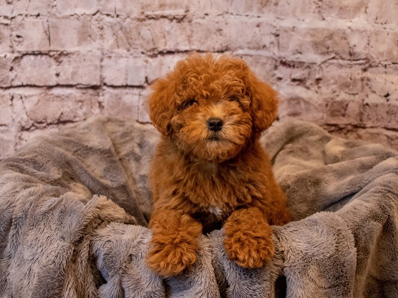 Mini Goldendoodle- Available 12/8-Female-Red-3414909-PetCenter Old Bridge