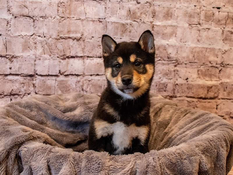 Shiba Inu- Available 12/8-DOG-Female-Black and Tan-3414789-PetCenter Old Bridge