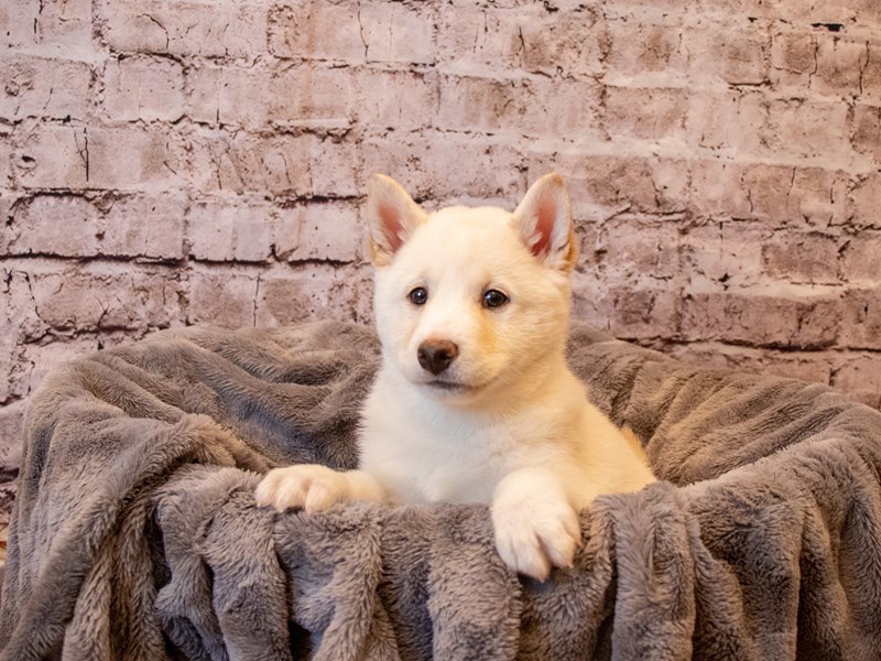 Shiba Inu- Available 12/8-Male-Cream-3414736-PetCenter Old Bridge Puppies For Sale