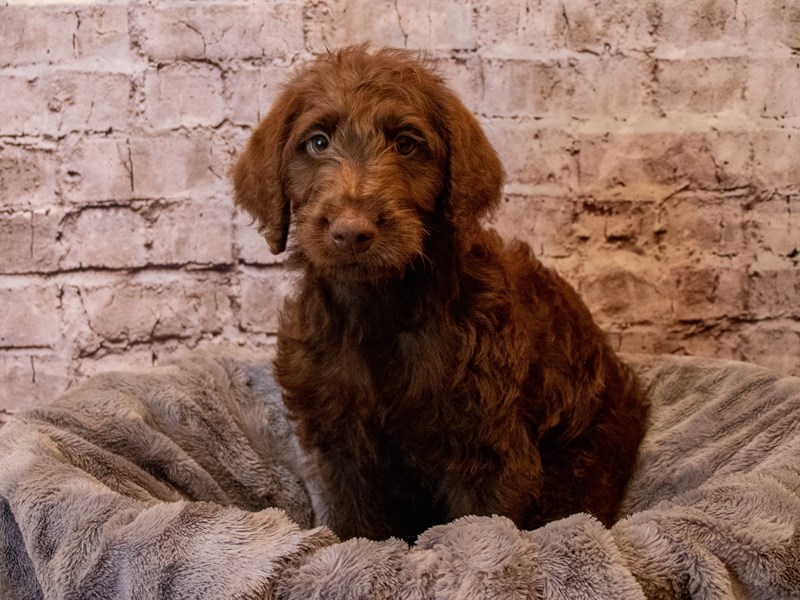Labradoodle- Available 12/8-Male-Brown-3414774-PetCenter Old Bridge
