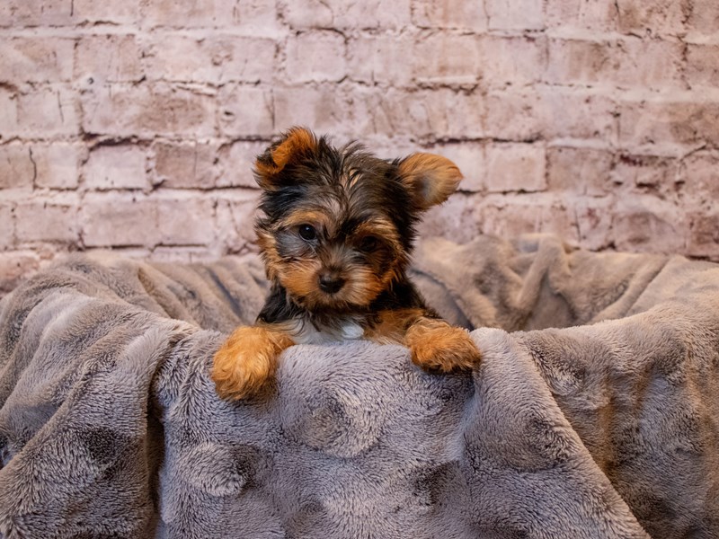 Yorkshire Terrier- Available 12/8-Female-Black and Tan-3414806-PetCenter Old Bridge Puppies For Sale