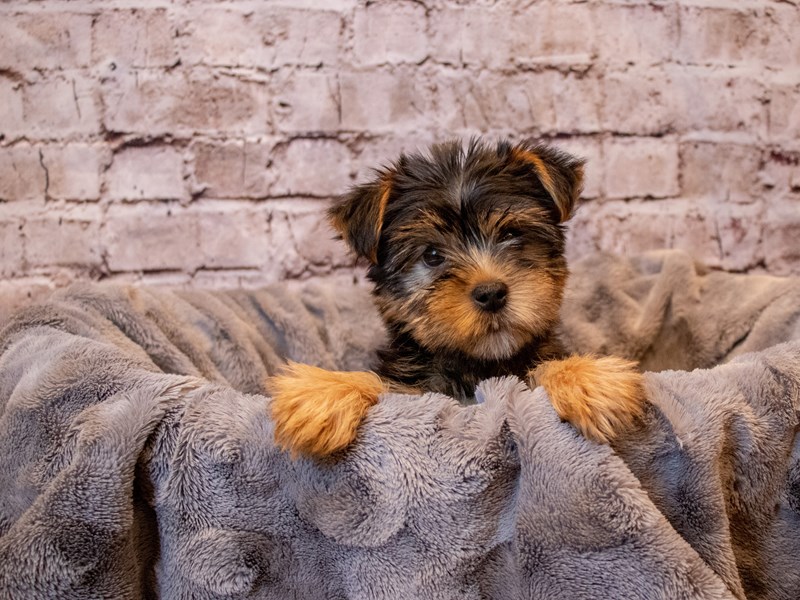 Yorkshire Terrier- Available 12/8-Female-Black and Tan-3414759-PetCenter Old Bridge