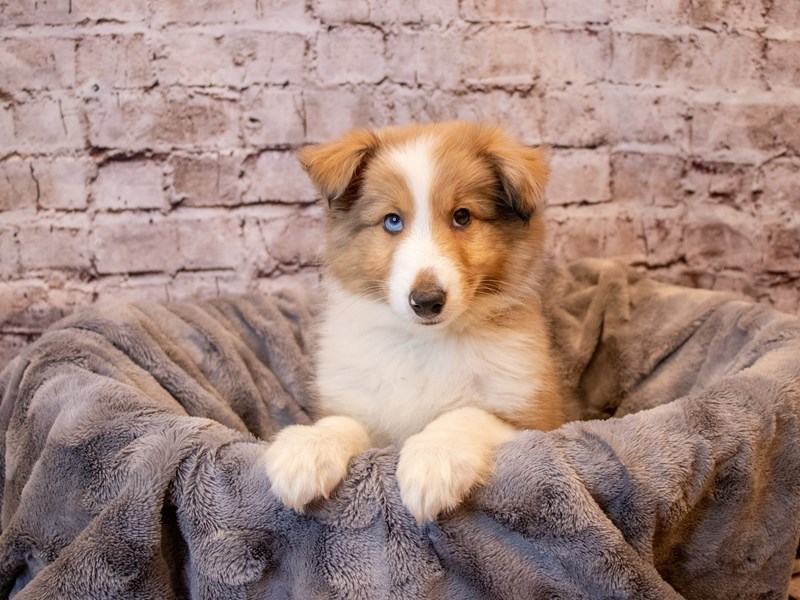 Shetland Sheepdog- Available 12/8-DOG-Male-Sable Merle and White-3414801-PetCenter Old Bridge Puppies For Sale