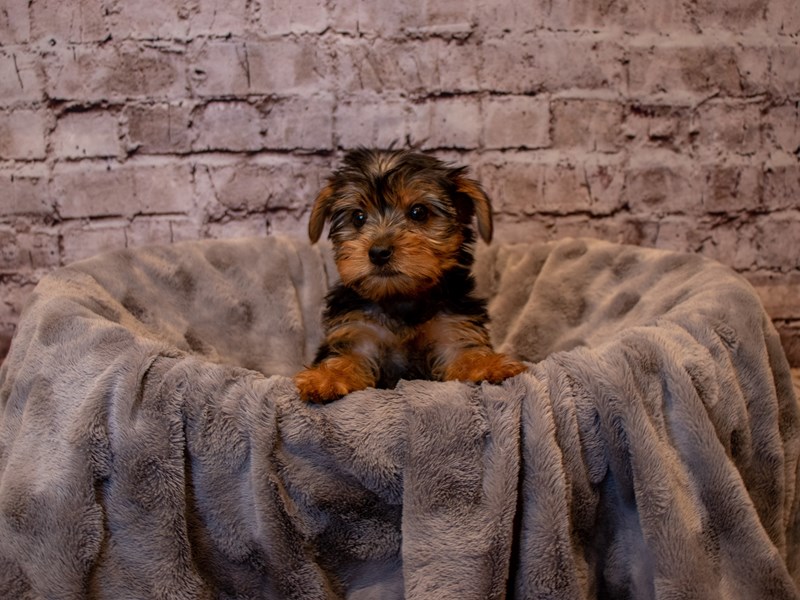 Yorkshire Terrier- Available 12/15-DOG-Female-Black / Tan-3423349-PetCenter Old Bridge Puppies For Sale