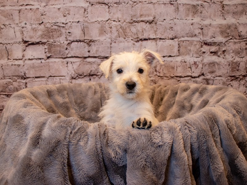 West Highland White Terrier- Available 12/15-DOG-Male-White-3423350-PetCenter Old Bridge Puppies For Sale