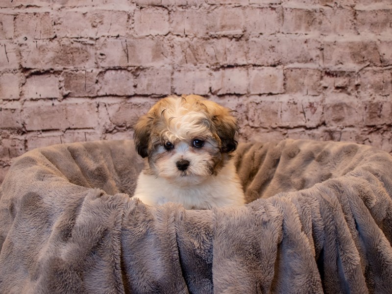 Teddy Bear- Available 12/15-DOG-Female-Sable-3423348-PetCenter Old Bridge Puppies For Sale