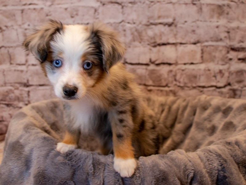 Miniature Australian Shepherd- Available 12/15-DOG-Male-Blue Merle-3423355-PetCenter Old Bridge Puppies For Sale