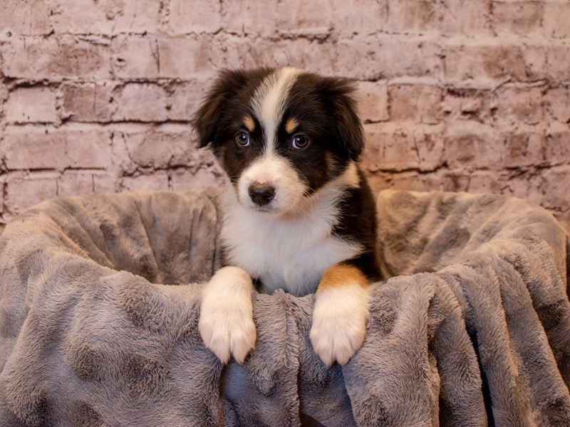 Australian Shepherd- Available 12/15-Male-Black and White-3423792-PetCenter Old Bridge Puppies For Sale