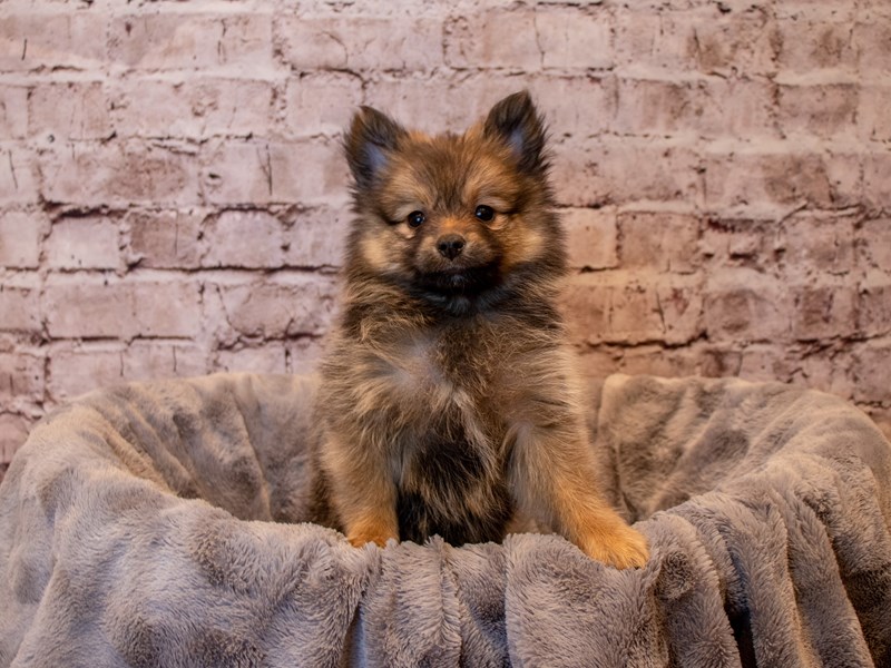 Pomeranian- Available 12/15-Female-Sable-3423712-PetCenter Old Bridge Puppies For Sale