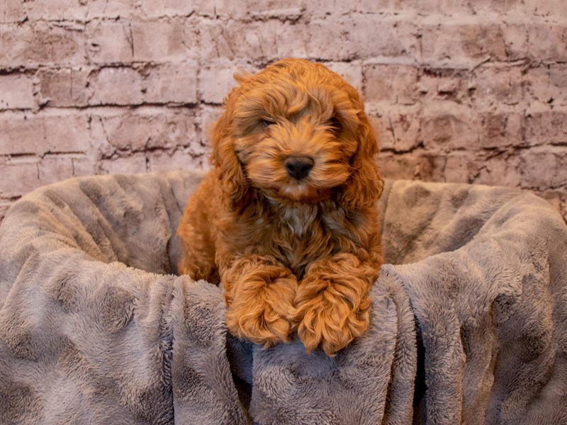Cockapoo- Available 12/15-DOG-Male-Red-3423781-PetCenter Old Bridge Puppies For Sale