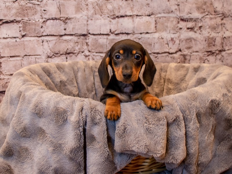 Dachshund- Available 12/15-DOG-Female-Black and Tan-3423618-PetCenter Old Bridge Puppies For Sale