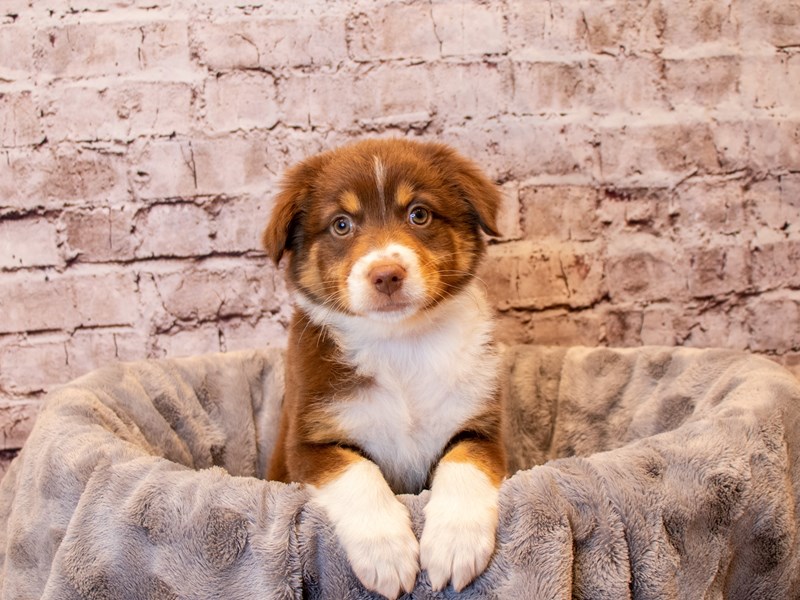 Australian Shepherd- Available 12/15-Female-Red-3423786-PetCenter Old Bridge Puppies For Sale