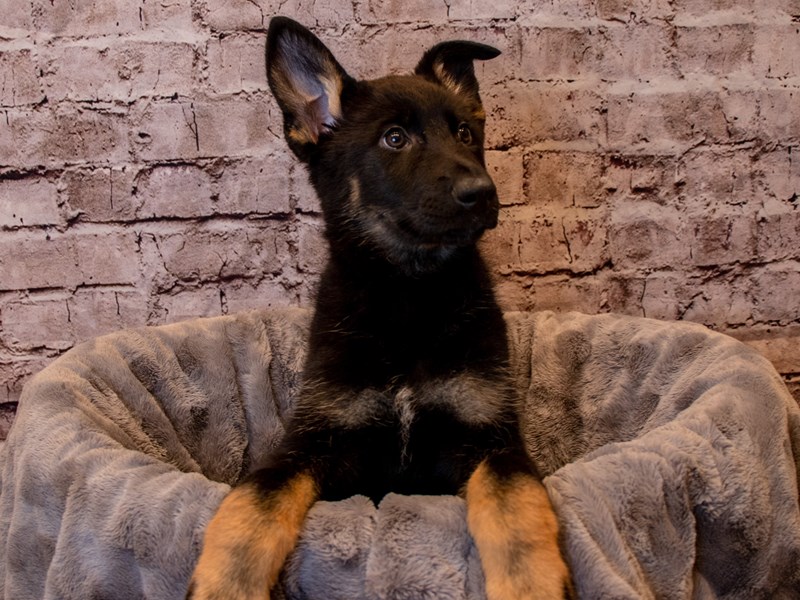 German Shepherd- Available 12/15-DOG-Female-Black and Tan-3423654-PetCenter Old Bridge Puppies For Sale