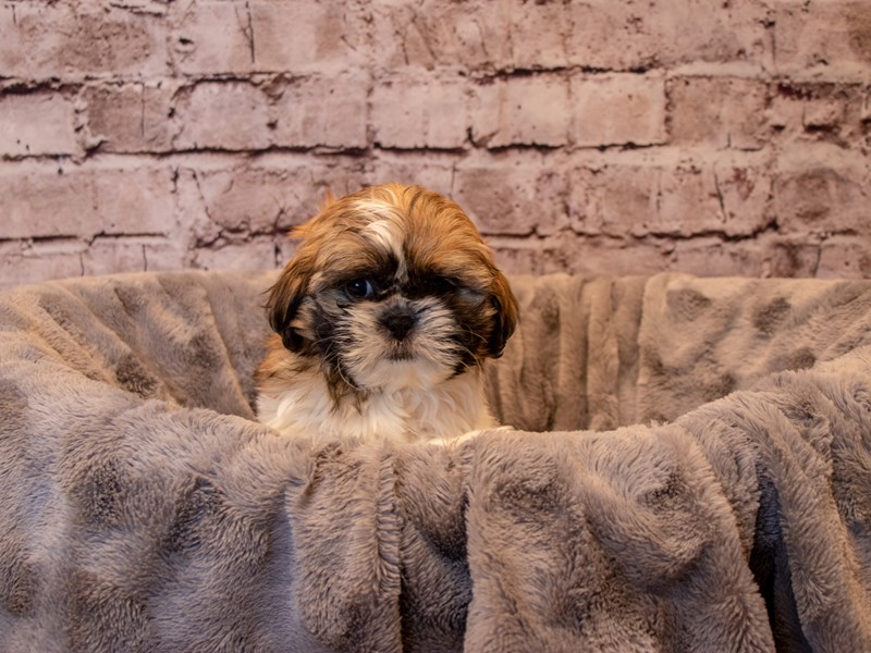 Shih Tzu- Available 12/15-DOG-Male-Gold and White-3423610-PetCenter Old Bridge Puppies For Sale