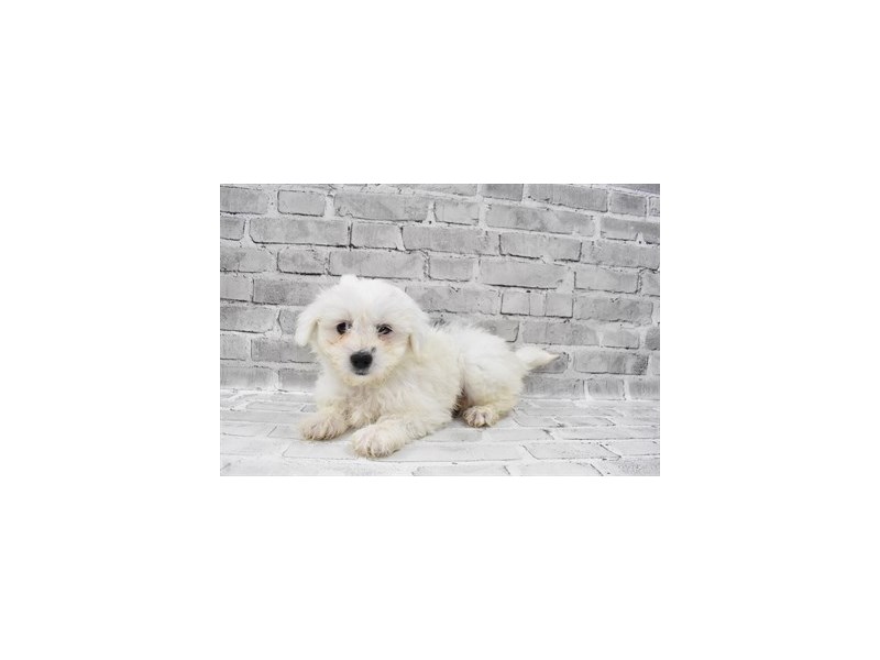 Coton De Tulear-Female-White-3433070-PetCenter Old Bridge Puppies For Sale