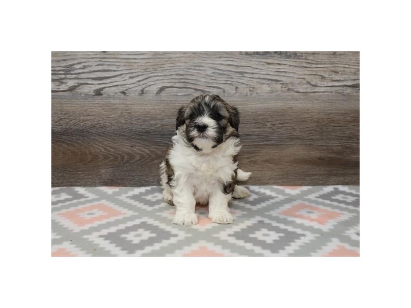 Coton De Tulear-Male-Brown / White-3433407-PetCenter Old Bridge Puppies For Sale