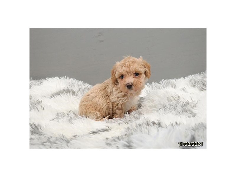 Bichonpoo-DOG-Female-Apricot-3433602-PetCenter Old Bridge Puppies For Sale