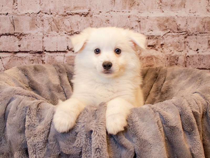 American Eskimo-Male-White-3433227-PetCenter Old Bridge Puppies For Sale
