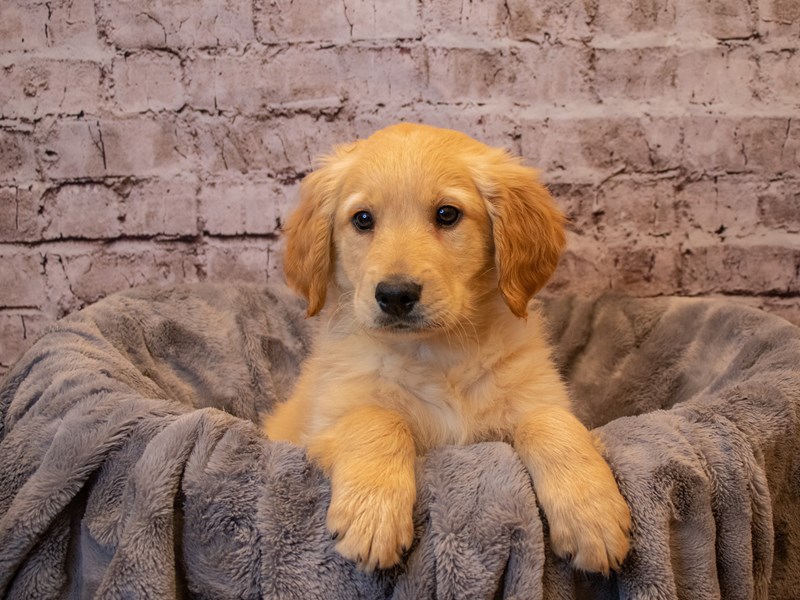 Golden Retriever-DOG-Male-Golden-3433251-PetCenter Old Bridge Puppies For Sale