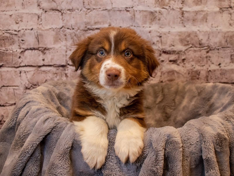 Miniature Australian Shepherd-Male-Red and White-3433014-PetCenter Old Bridge Puppies For Sale