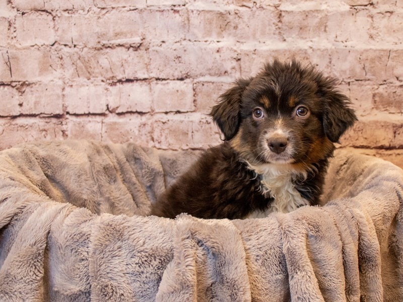 Miniature Australian Shepherd-Male-Black White and Brown-3433017-PetCenter Old Bridge Puppies For Sale