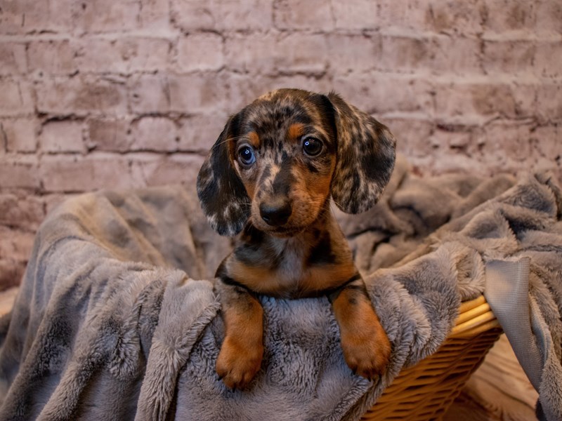 Dachshund-Male-Black and Silver Dapple-3433154-PetCenter Old Bridge Puppies For Sale